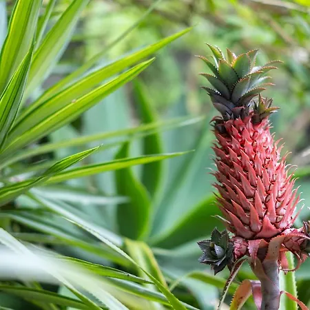 Casa Dos Agapantos *