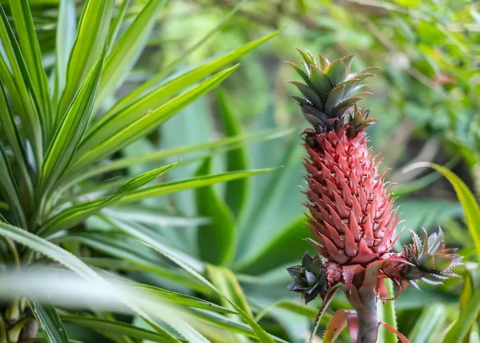 Casa Dos Agapantos *